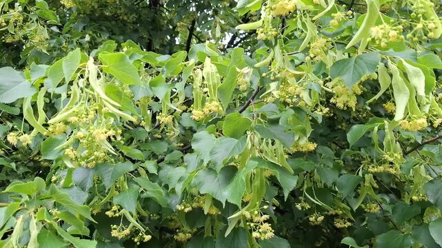 Linden tree in bloom. Video