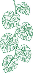 Monstera deliciosa plant line art illustration © abu sharif
