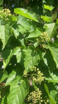 Detailed view of serrated green leaves and yellowish-green flower clusters swaying in the sunlight, highlighting the lush growth and vitality of an outdoor garden.