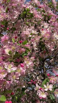 A vibrant close-up of pink and white cherry blossoms densely packed on branches, illuminated by bright sunlight against a clear blue sky during the spring season.