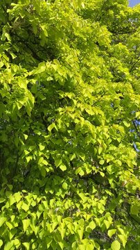 Vibrant green tree leaves fill the frame, swaying gently in the wind with glimpses of blue sky peeking through the sunlit branches.