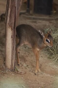 Kirk's dik dik  in the forest 