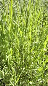 A vibrant vertical close-up of tall green grass and wild weeds swaying gently in the breeze under bright, direct sunlight in a peaceful countryside meadow.