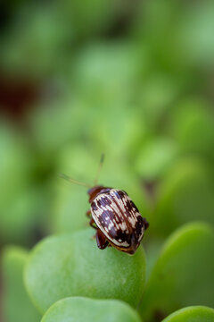 Calligrapha Leaf Beetle on Green Succulent Plant