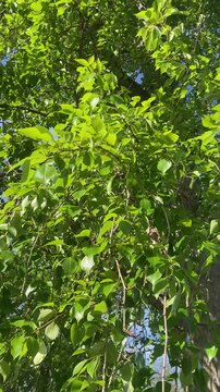 Sunlit tree branches with dense green leaves sway in the wind against a clear blue sky, capturing the tranquil and vibrant essence of summer nature.