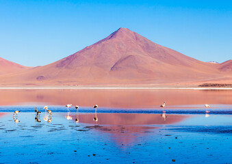 Flamingos na Laguna Colorada, Bolivia © Patrcia
