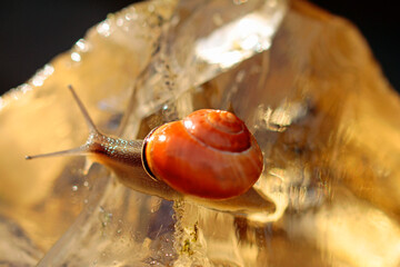 swirling snail on golden underground © TwilightArtPictures