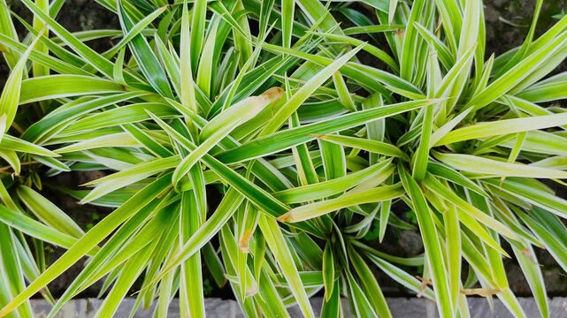 Cinematic Full Frame Texture of Striped Spider Plant Leaves with Abstract Design Space Outdoor Nature Bangladesh