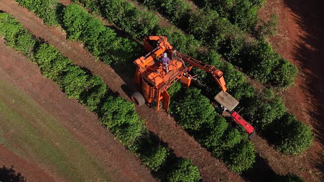 Zenith aerial view of a mechanical harvester and tractor in a coffee plantation