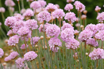 Obraz premium Pale pink Armeria pseudarmeria, great thrift ‘sweet dreams’ in flower.