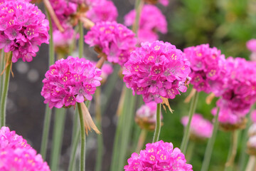 Obraz premium Fuchsia pink Armeria maritima, great thrift in flower.