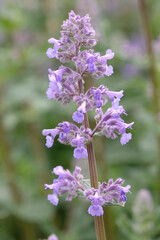 Obraz premium Lilac purple Nepeta grandiflora, catmint ‘Summer Magic’ in flower.