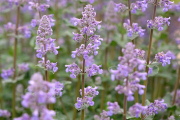 Obraz premium Lilac purple Nepeta grandiflora, catmint ‘Summer Magic’ in flower.