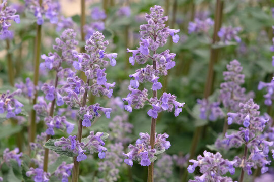 Lilac purple Nepeta grandiflora, catmint &lsquo;Summer Magic&rsquo; in flower.