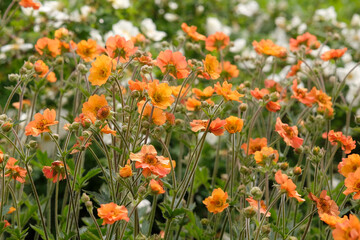Fototapeta premium Orange geum ‘totally tangerine’ in flower.
