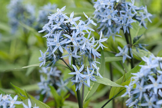 Pale blue, Amsonia elliptica, Japanese Bluestar&rsquo;, in flower.