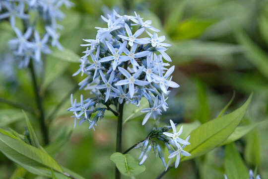 Pale blue, Amsonia elliptica, Japanese Bluestar,  in flower.
