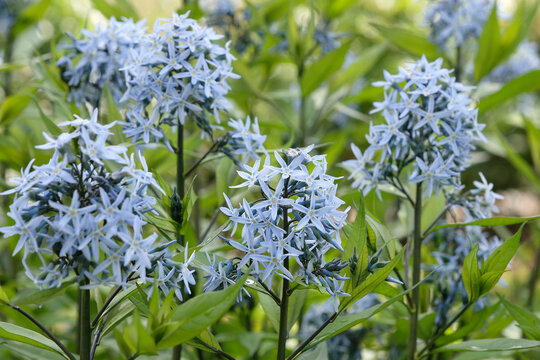 Pale blue, Amsonia elliptica, Japanese Bluestar,  in flower.