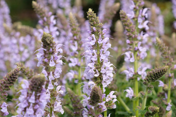 Obraz premium Salvia x sylvestris ‘crystal blue’ wood sage in flower.