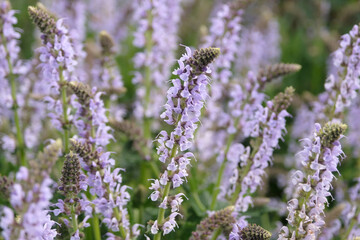 Obraz premium Salvia x sylvestris ‘crystal blue’ wood sage in flower.