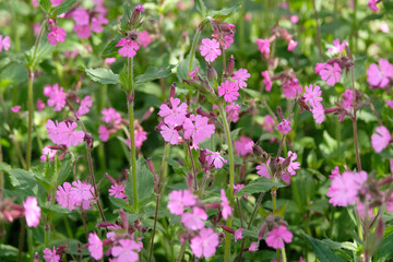 Fototapeta premium Pink wildflower Silene dioica, red campion, in flower.