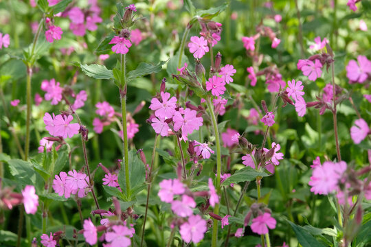 Pink wildflower Silene dioica, red campion, in flower.
