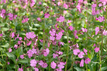 Obraz premium Pink wildflower Silene dioica, red campion, in flower.