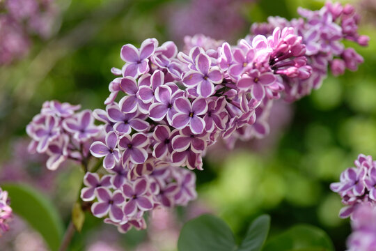 Bicolour purple and white Syringa vulgaris, lilac &lsquo;Sensation&rsquo; in flower.