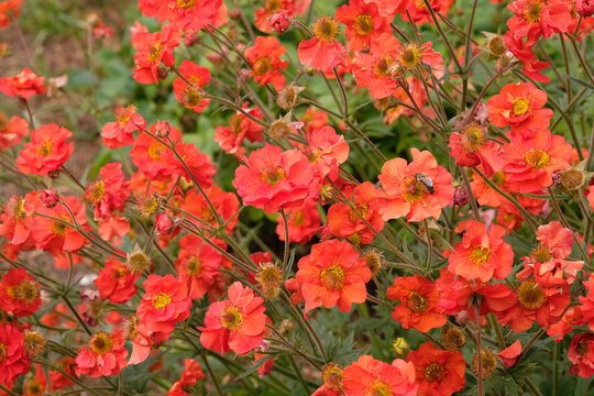 Red Geum, avens &lsquo;scarlet tempest&rsquo; in flower.