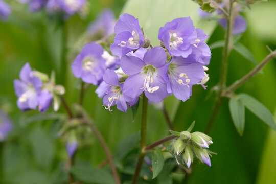 Purple Polemonium caeruleum, &lsquo;jacob&rsquo;s ladder&rsquo; in flower.