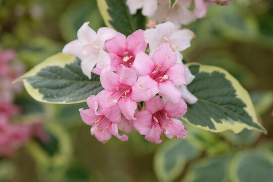 Pale pink Weigela &lsquo;Florida Variegata&rsquo;, old fashioned weigela in flower.
