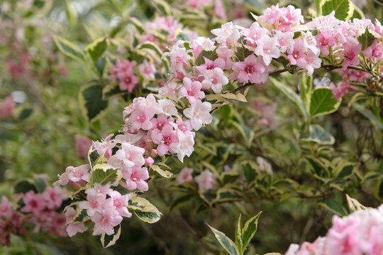 Pale pink Weigela &lsquo;Florida Variegata&rsquo;, old fashioned weigela in flower.