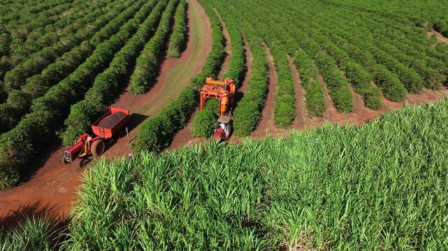 Aerial view of mechanical coffee harvesting next to a vibrant sugarcane field
