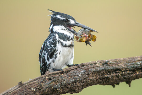 Ceryle rudis