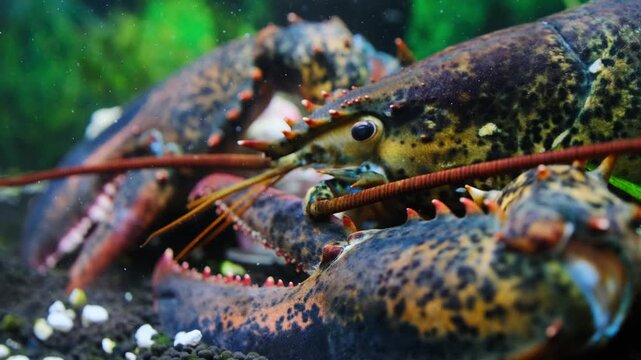 American lobster camouflaged on the seabed
