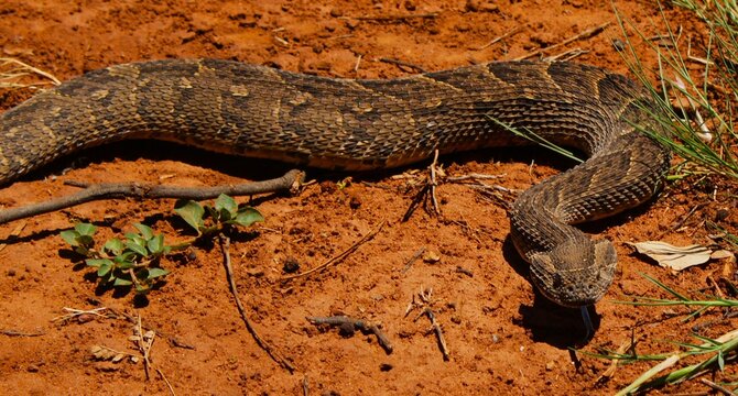 The beautiful and deadly puff adder (Bitis arietans) in North West Province, South Africa 