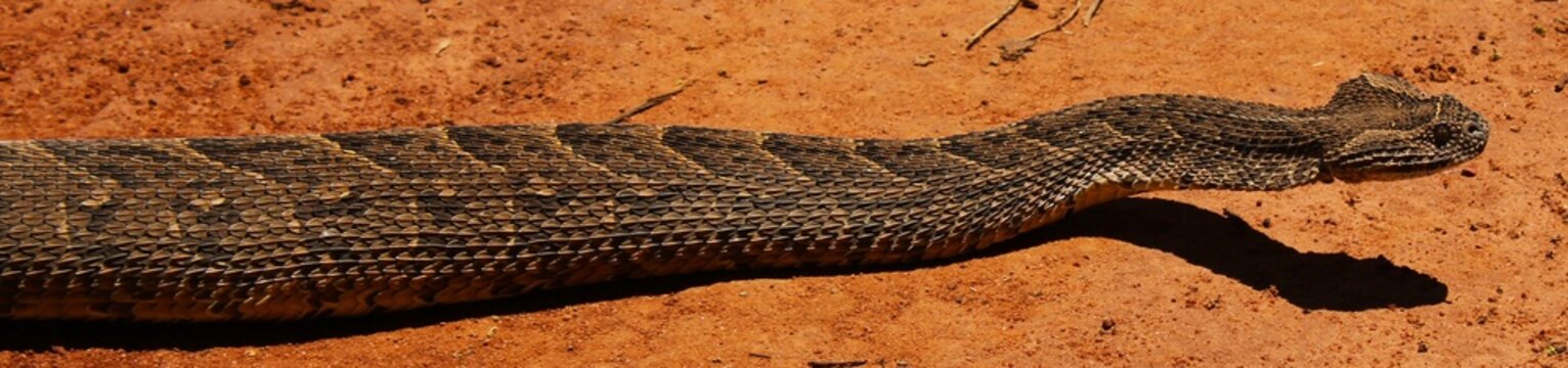 The beautiful and deadly puff adder (Bitis arietans) in North West Province, South Africa 