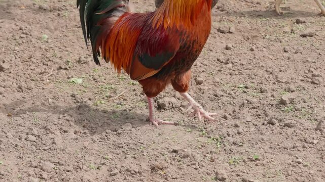 A black-and-red rooster with beautiful plumage and a red comb walks on green grass, followed by white, red, and Gray hens. Rural setting