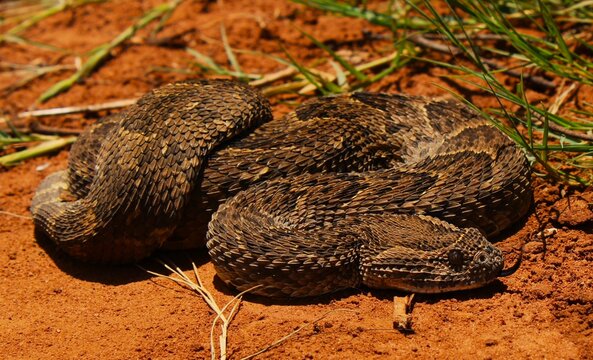 The beautiful and deadly puff adder (Bitis arietans) in North West Province, South Africa 
