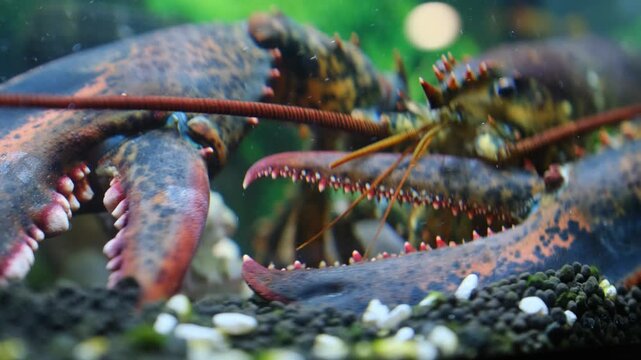 American lobster slowly moving in aquarium