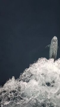 Playful dolphin jumping out of the water near a cargo ship in the ocean, vertical video