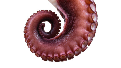 Cooked octopus tentacle with suction cups, isolated on transparent background © Niamh