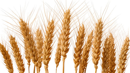 Golden wheat stalks with delicate awns, isolated on transparent background © Niamh
