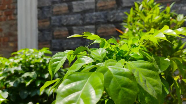 Cinematic Fresh Green Foliage and Plant Leaves with Text Space on Stone Wall Backdrop Outdoor Nature Asset in Bangladesh