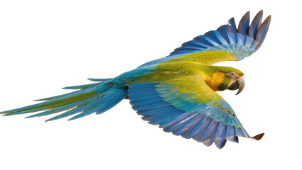 Obraz premium Blue and yellow macaw bird in flight, isolated on transparent background