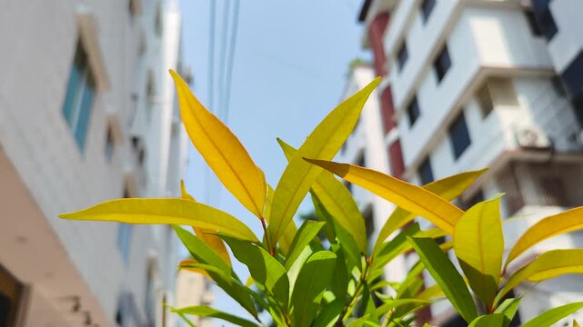 Cinematic Yellow Green Leaves of Tropical Plant with Copy Space for Text and Sunny Nature Background Outdoors in Bangladesh