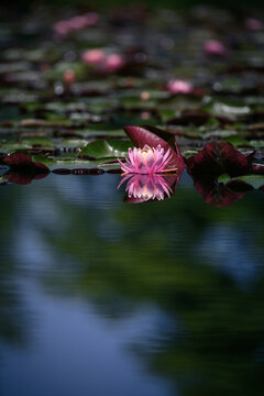 Pink lotus flower or water lily in a pond with reflection on water surface. Shallow depth of field