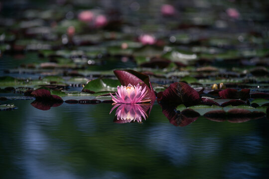 Pink lotus flower or water lily in a pond with reflection on water surface. Shallow depth of field