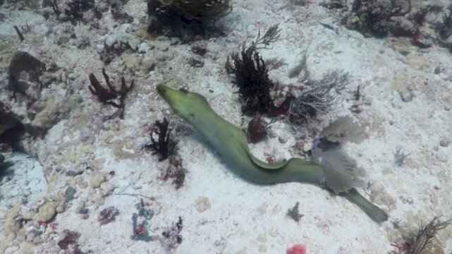 A green eel moray (gymnothorax funebris) swimming in the reef