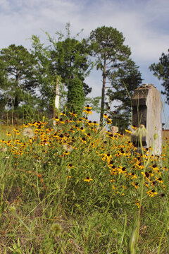 Wildflowers Growing at Historic Cemetery in Rural East TX Troup City Cemetery